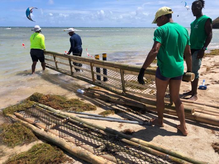 Un barrage anti-sargasses réalisé avec du bambou installé à la Pointe-Faula