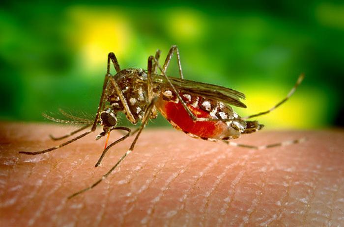 Un cas de dengue en banlieue toulousaine