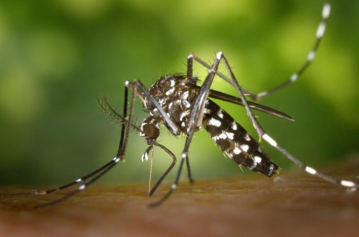 Un comité de gestion pour lutter contre le Zika