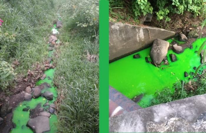 Un cours d'eau vert fluo à Fort-de-France