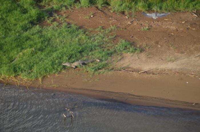 Un crocodile dans "La Lézarde" au Lamentin : ce n'est plus une légende !