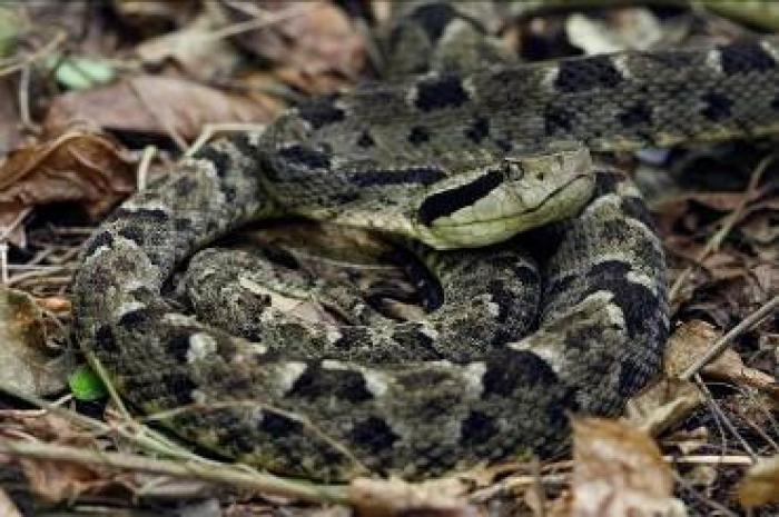 Un enfant de 8 ans mordu par un serpent au Morne-Rouge