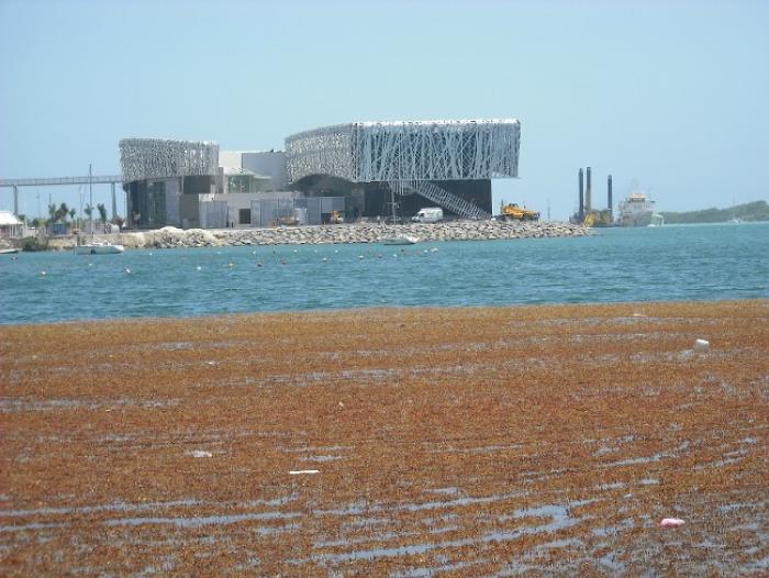 Un flux de sargasses plus important est attendu sur le littoral