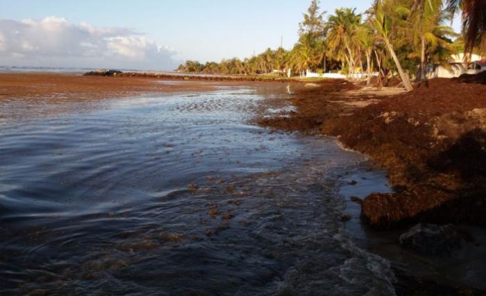 Un haut fonctionnaire contre les sargasses