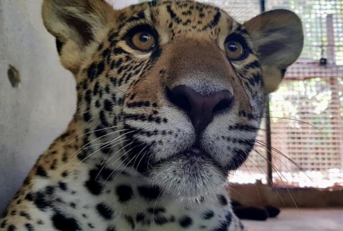 Un jaguar nommé Ti Punch
