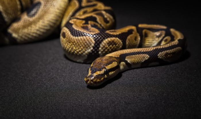 Un python de deux mètres dans un canal