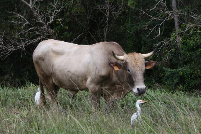 Un quinquagénaire encorné par son taureau