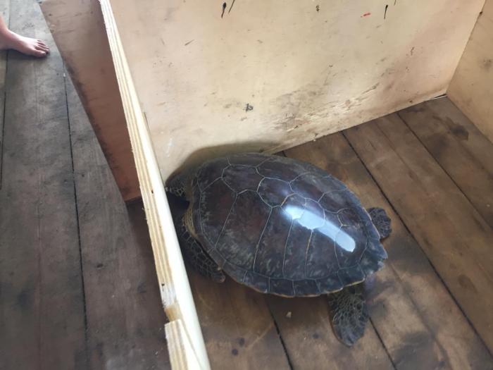 Un sac à dos high-tech pour les tortues marines