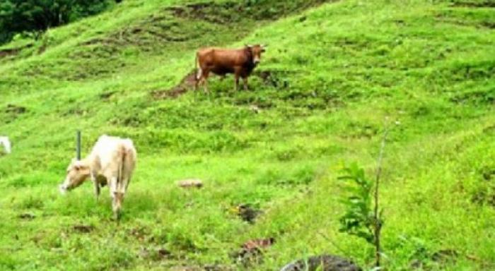 Un septuagénaire tué par son taureau
