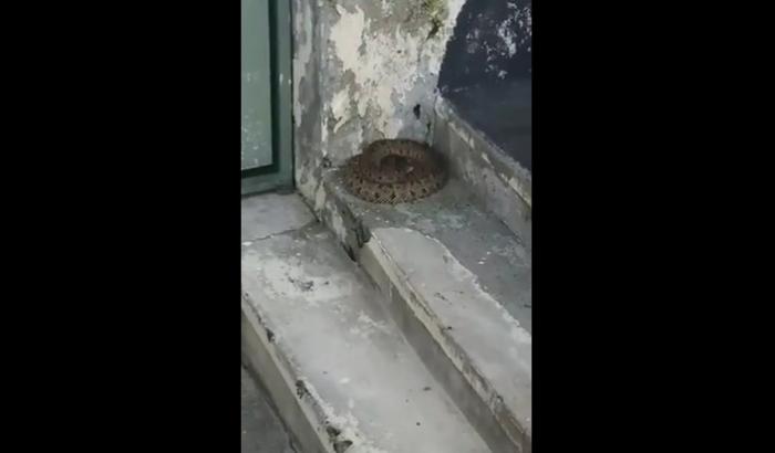 Un serpent capturé au niveau du marché au Lamentin