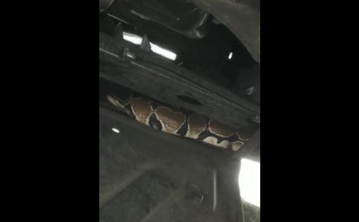 Un serpent retrouvé dans le compartiment moteur d'un véhicule dans un garage au Lamentin