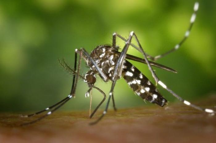 Un vaccin contre le zika avant la fin de l’année ?