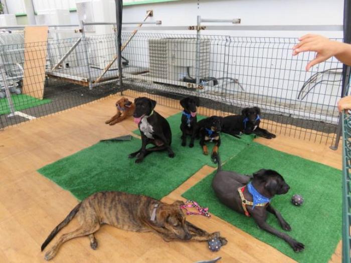Une adoption encadrée pour éviter l'abandon des animaux de compagnie