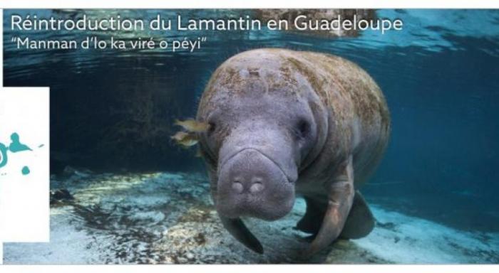 Une dizaine de nouveaux lamantins attendus en Guadeloupe