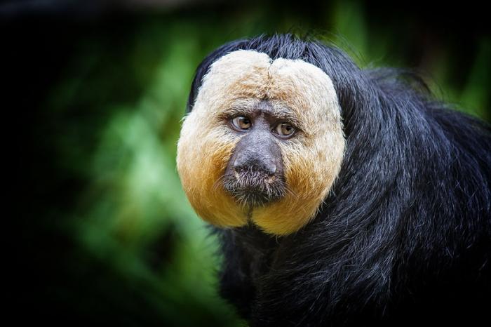 Une fête au zoo pour le Saki, nouveau pensionnaire