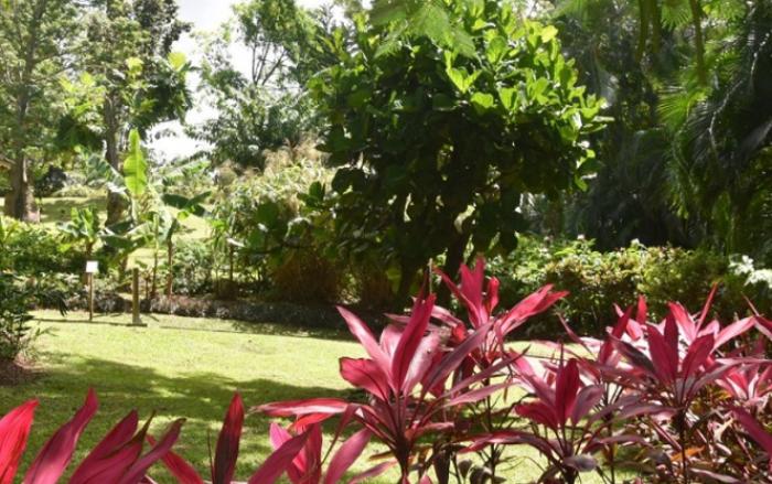 Une remise en état express pour le Jardin Botanique de Deshaies