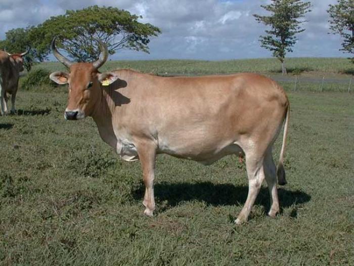 Une rencontre entre les éleveurs de Guadeloupe et les collectivités
