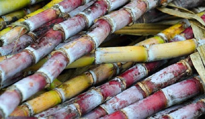 Une SICA pour relancer la filière canne