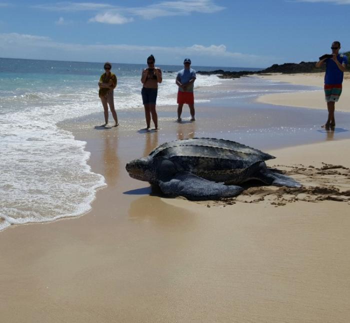 Une tortue luth applaudie sur la plage des Salines