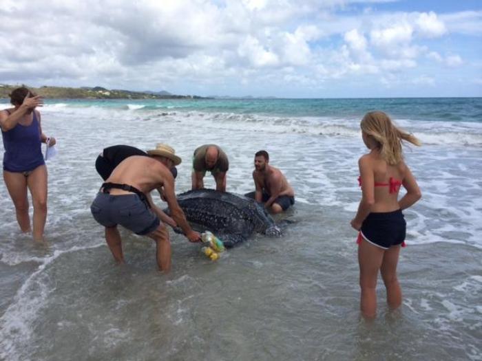 Une tortue luth échouée sur la plage du Diamant