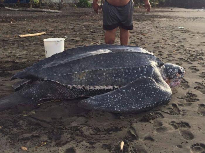 Une tortue marine impressionne à Capesterre Belle-Eau
