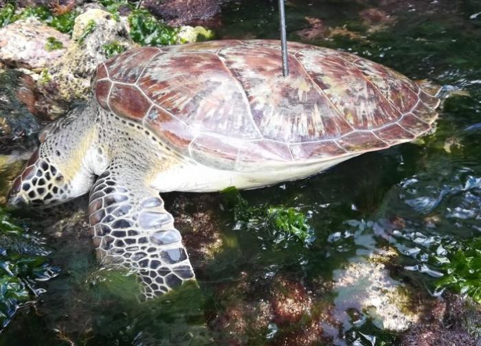 Une tortue tuée par un chasseur sous-marin