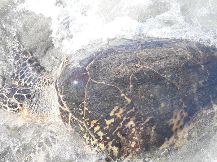 Une tortue verte retrouvée morte sur une plage à Sainte-Luce