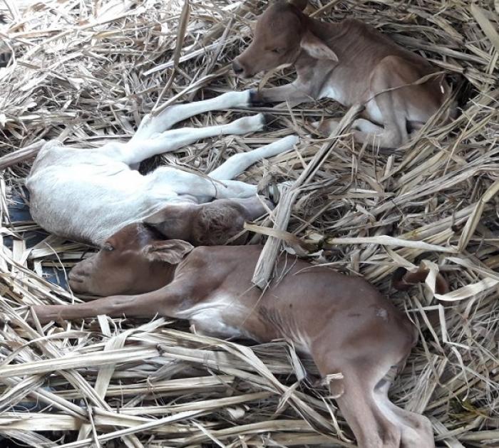 Une vache donne naissance à trois veaux à Marie-Galante