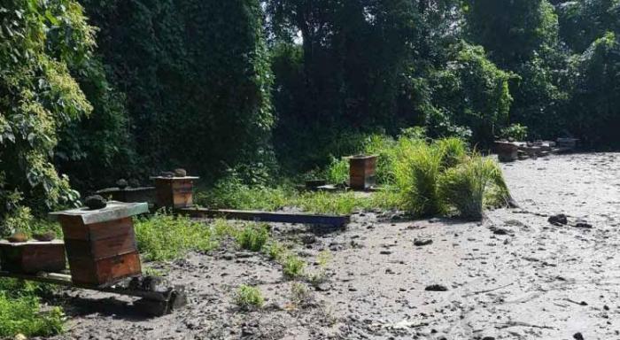 Victimes des pluies, les apiculteurs seront indemnisés