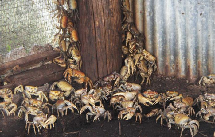 Vol de deux tonnes de crabes