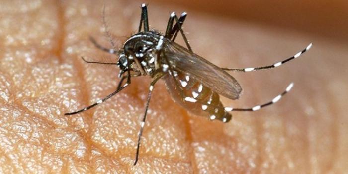 Zika : 1710 cas en Martinique et 700 cas en Guadeloupe