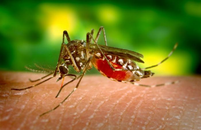 Zika, dengue, chikungunya : pas de quoi s'inquiéter