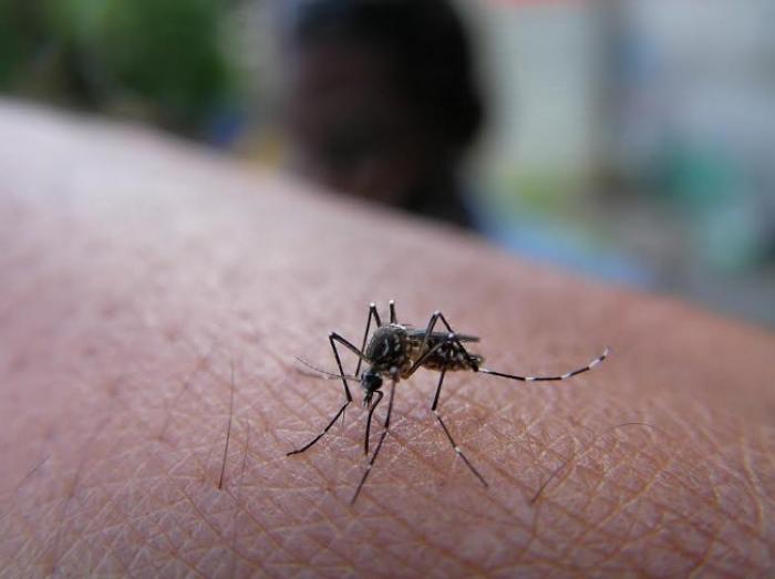 Zika : l'épidémie se calme en Martinique mais menace le reste du monde