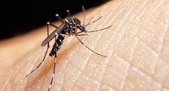 Zika : le nombre de cas est en baisse