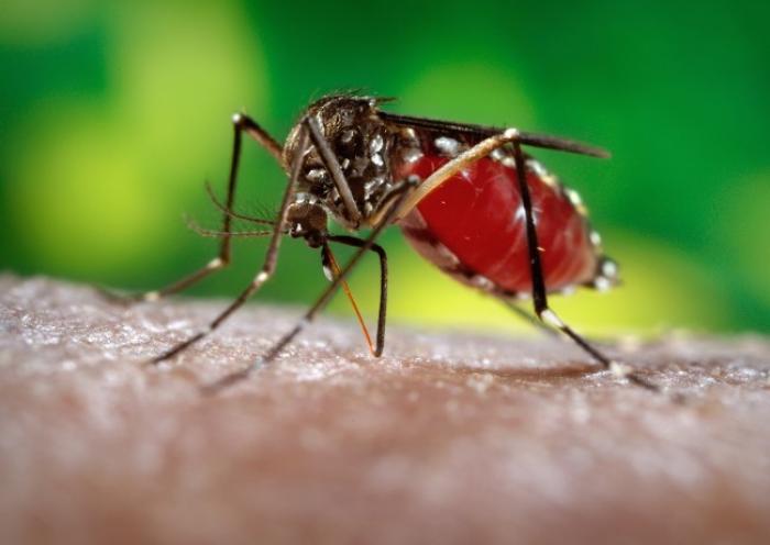 Zika le virus gagne du terrain dans notre département