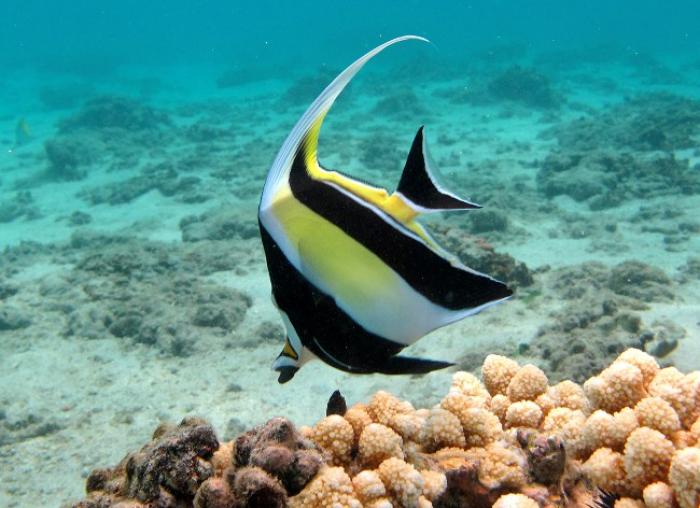 Zoom sur les fonds marins de la Martinique