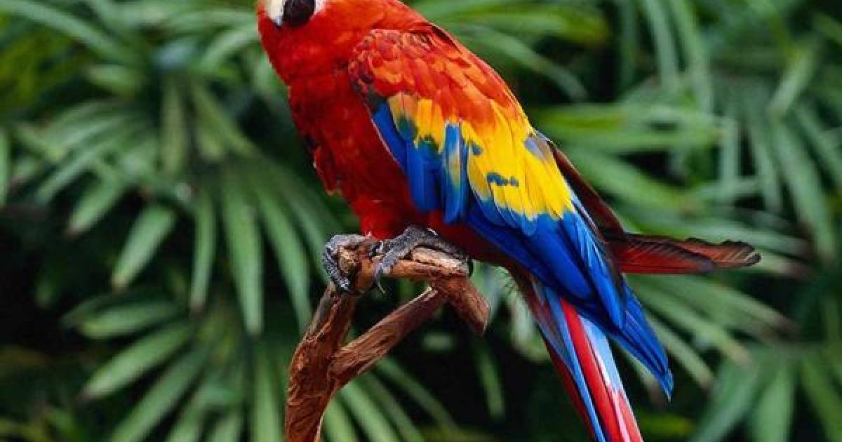 Un homme interpellé pour trafic d'animaux rares