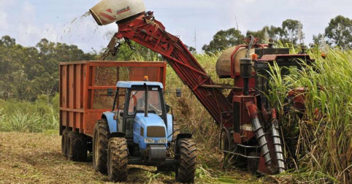 Quel avenir pour la filière Canne-Sucre-Rhum ?