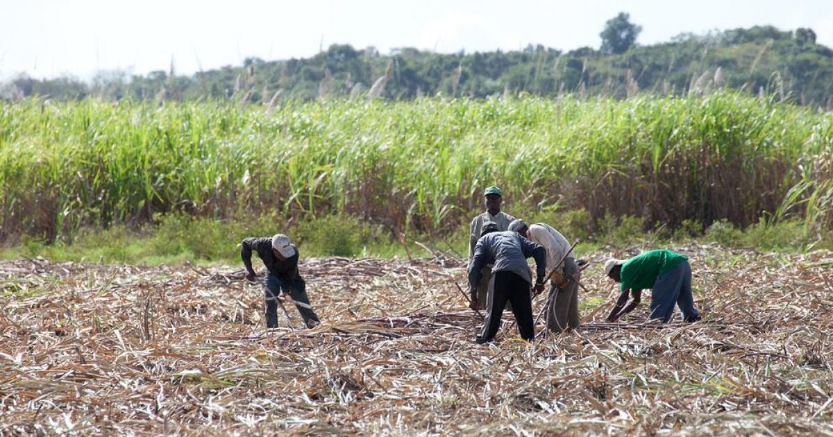     





Campagne sucrière : une récolte qui diminue d'année en année




