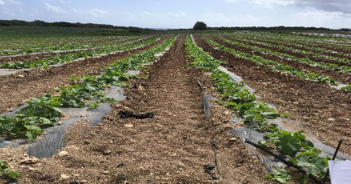     





Agriculture : des alternatives pour réduire les déchets plastiques




