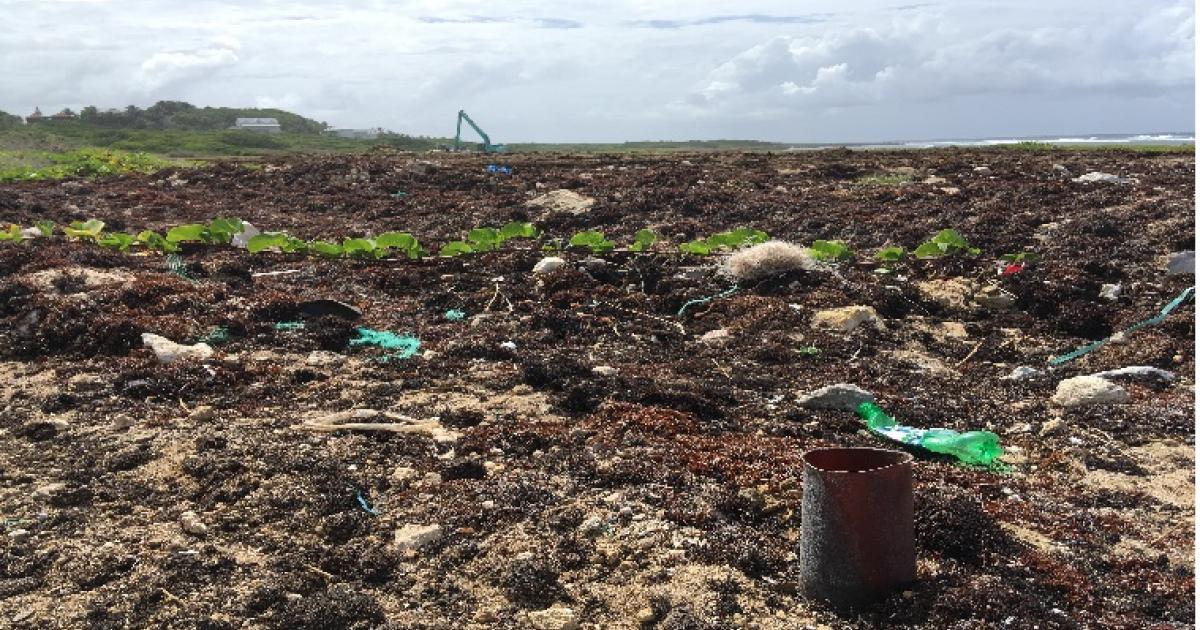     





Un site d'épandage de sargasses fait polémique




