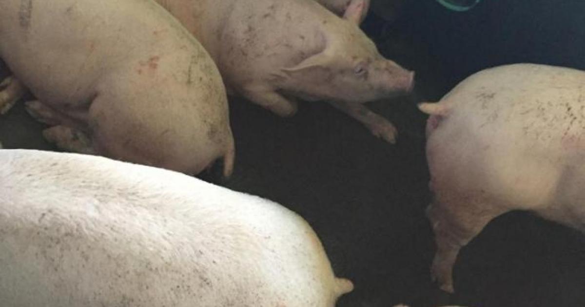 Un éleveur de porcs non déclaré risque gros devant la justice