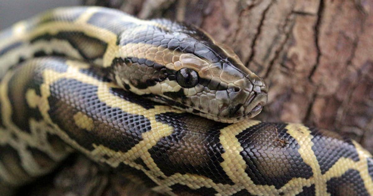 Un python s'échappe d'une animalerie à Petit-Bourg