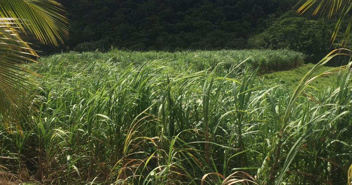 Galion : la campagne sucrière devrait pouvoir débuter