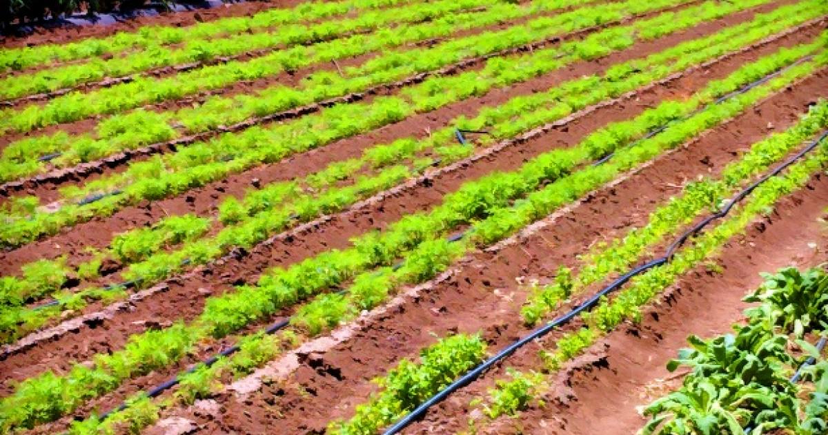 COVID-19 : quel impact sur l'agriculture et le système alimentaire ?