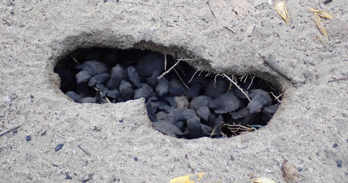 Comment observer l'éclosion des œufs de tortues sans perturber les nouveaux nés ?