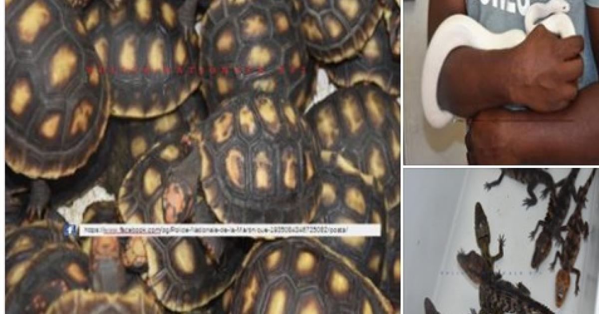     





Un trafic d'espèces protégées démantelé à Fort-de-France




