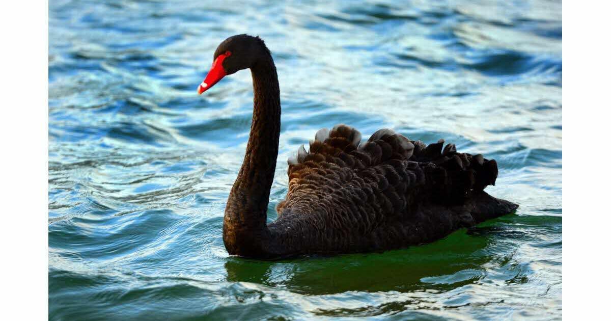 Le Cygne Noir fête ses 90 ans à Baillif