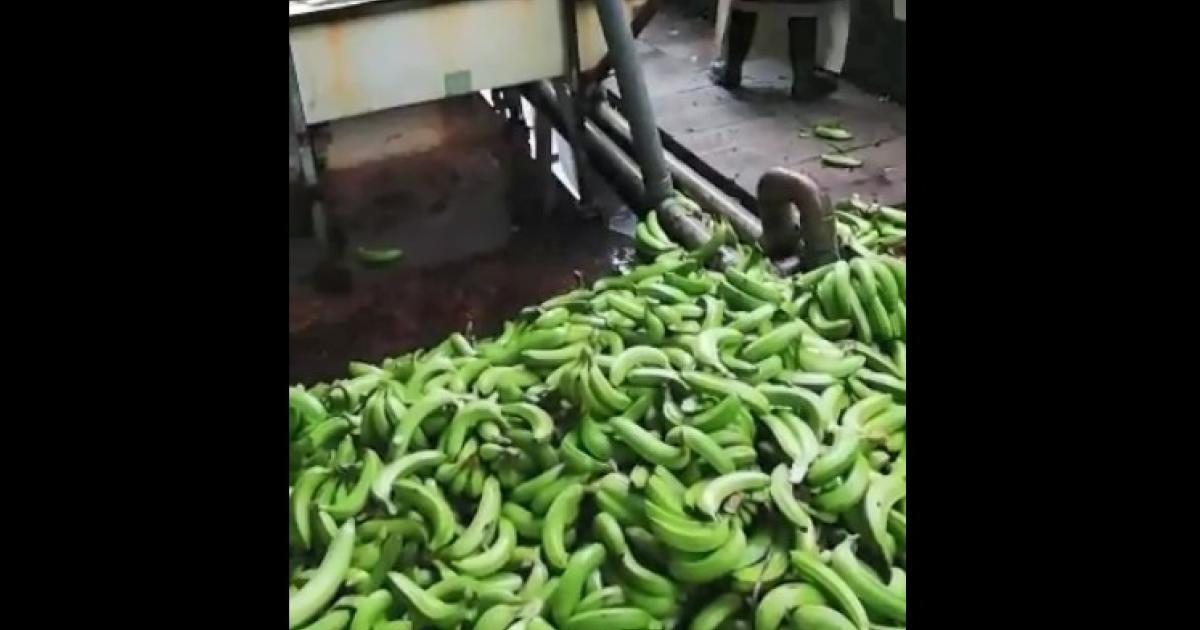 Les ouvriers agricoles de l'Habitation Fijo à Sainte-Marie toujours mobilisés