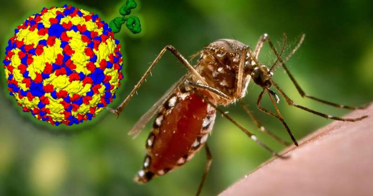 Dengue : l'épidémie continue